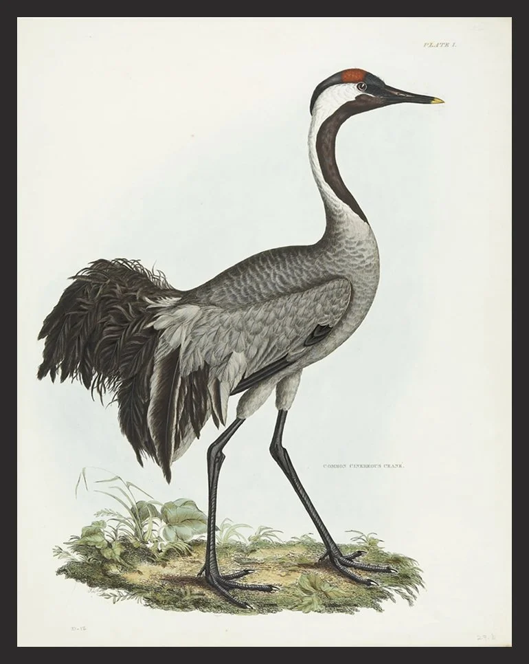 Common-crane-antique--bird-print-museum-outlets.jpg