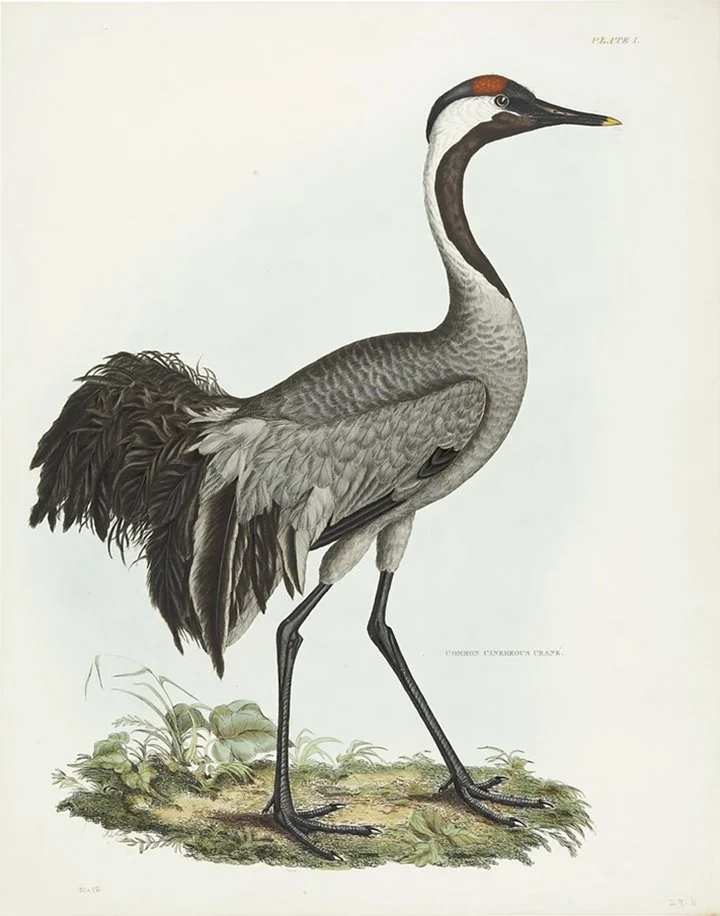 Common-crane-antique-bird-print-museum-outlets.jpg