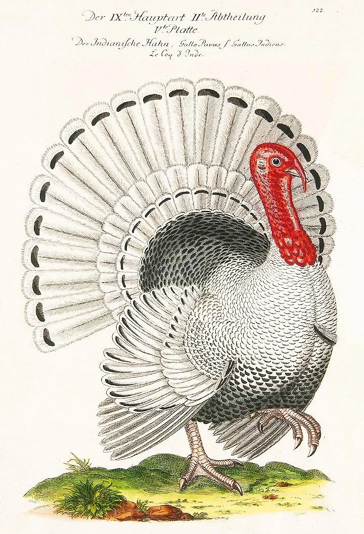 Frisch-Turkey-antique-bird-print-museum-outlets.jpg