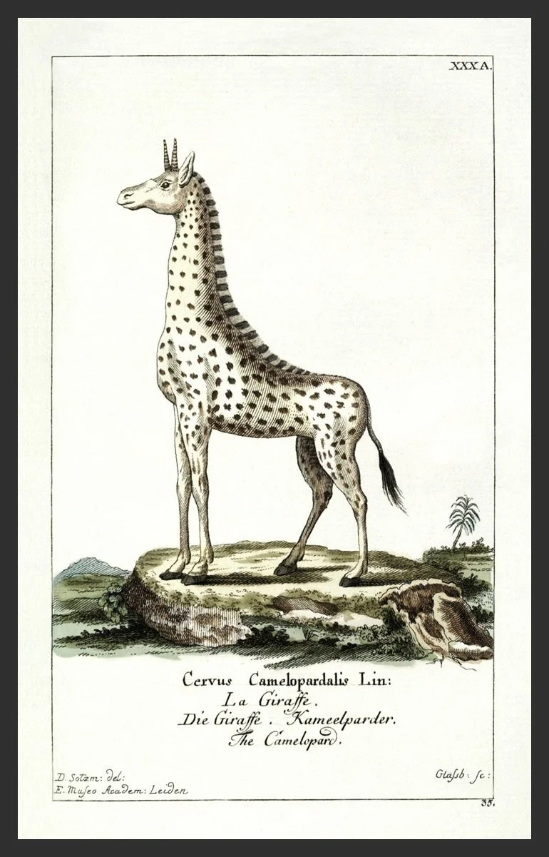 giraffe-antique-animal-print--museum-outlets.jpg