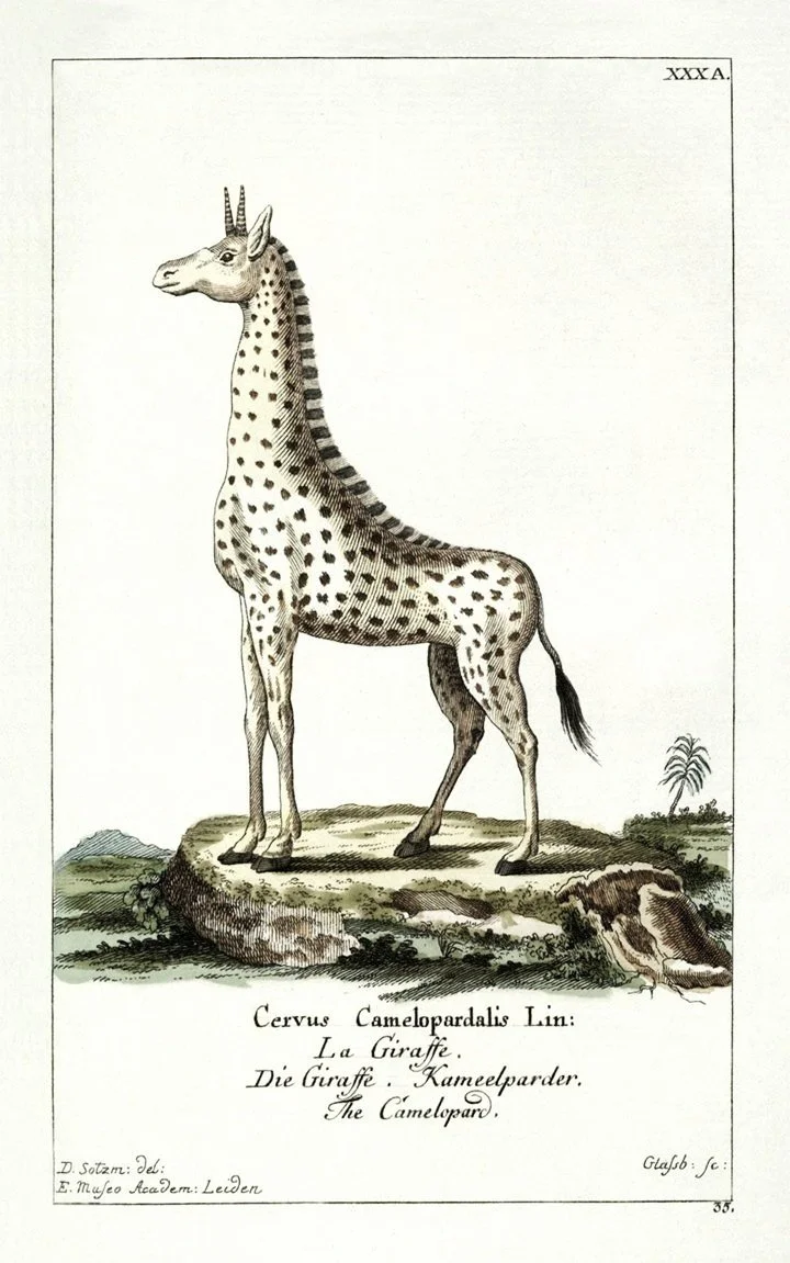 giraffe-antique-animal-print-museum-outlets.jpg