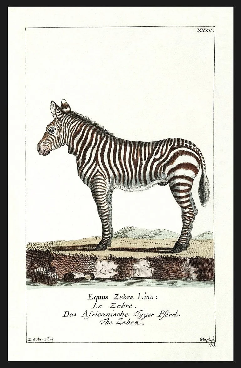 zebra-antique-animal-prints--museum-outlets.jpg