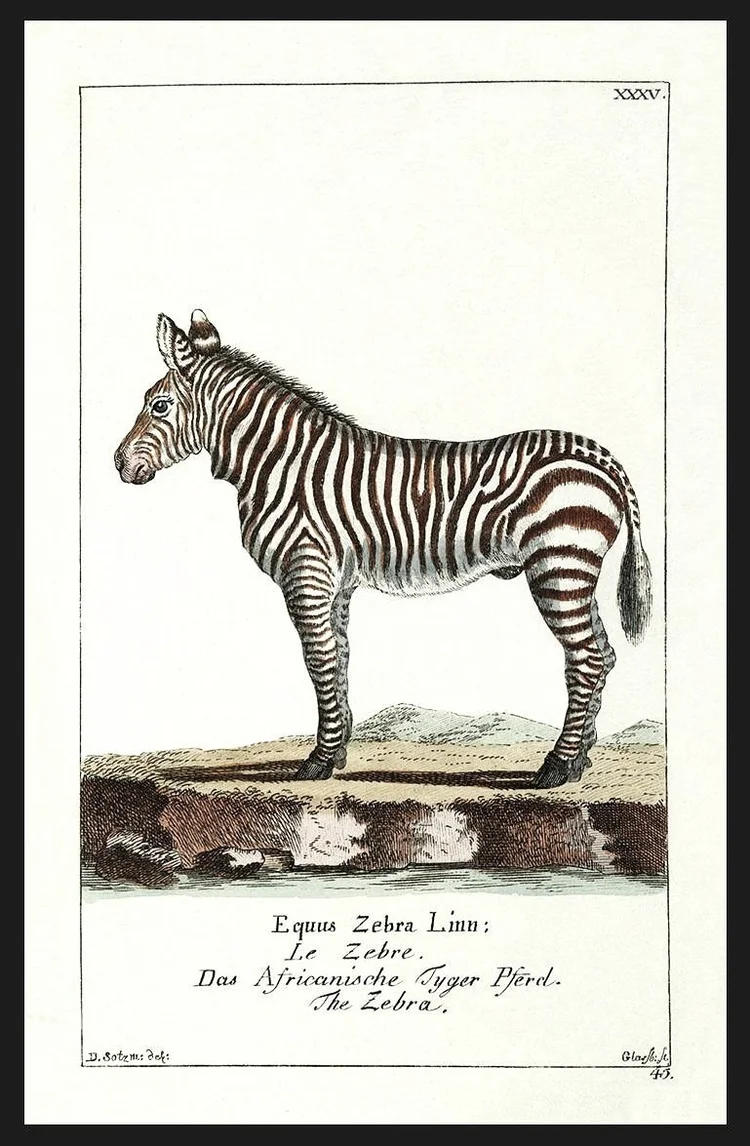 Zebra Animal Drawing