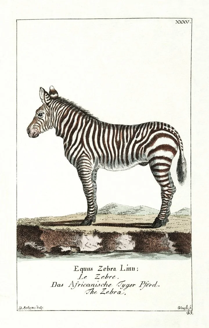 zebra-antique-animal-prints-museum-outlets.jpg