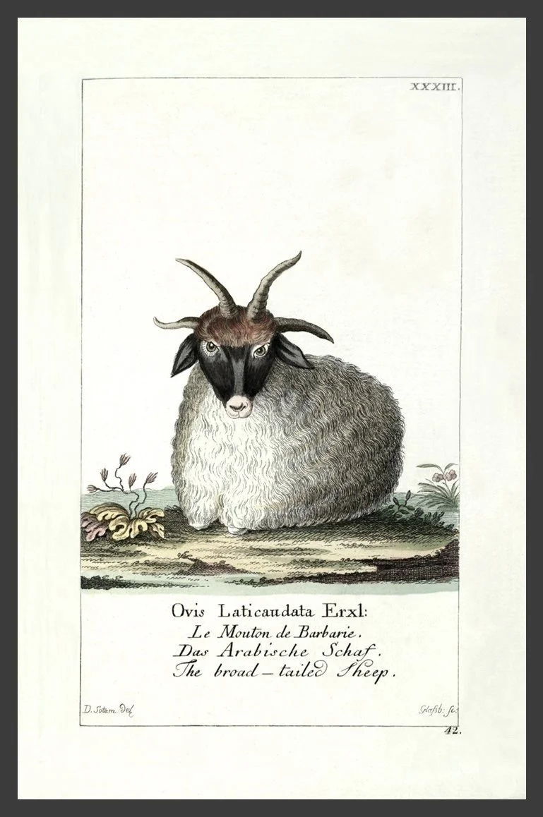 sheep-antique-animal-print--museum-outlets.jpg