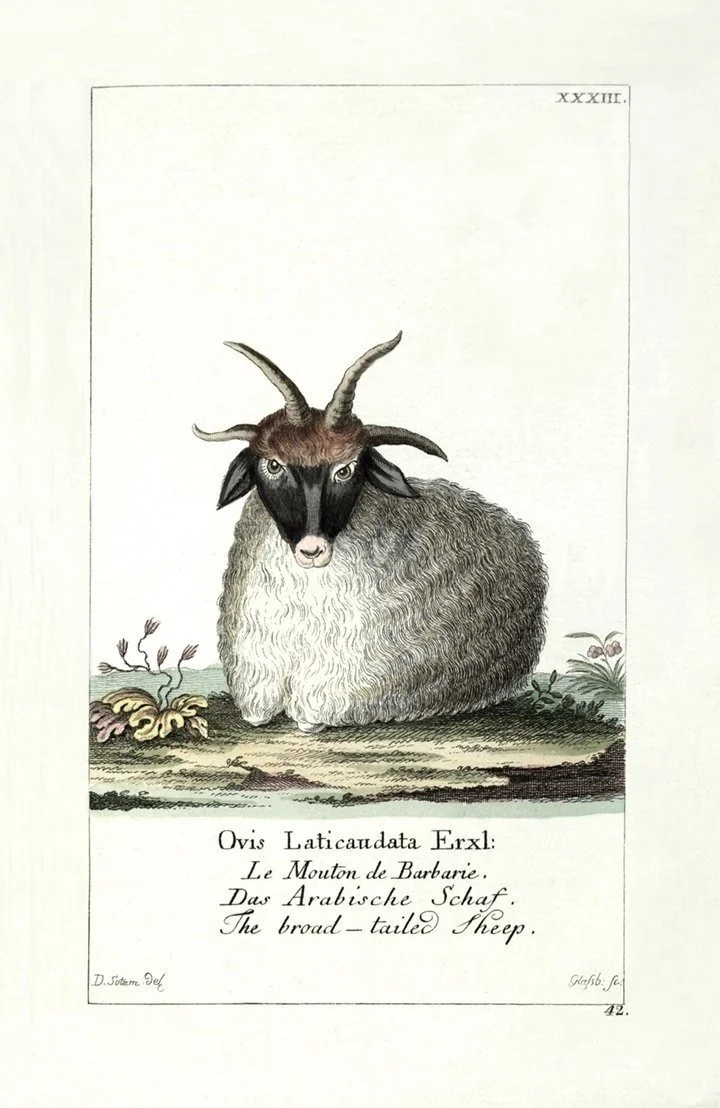 sheep-antique-animal-print-museum-outlets.jpg