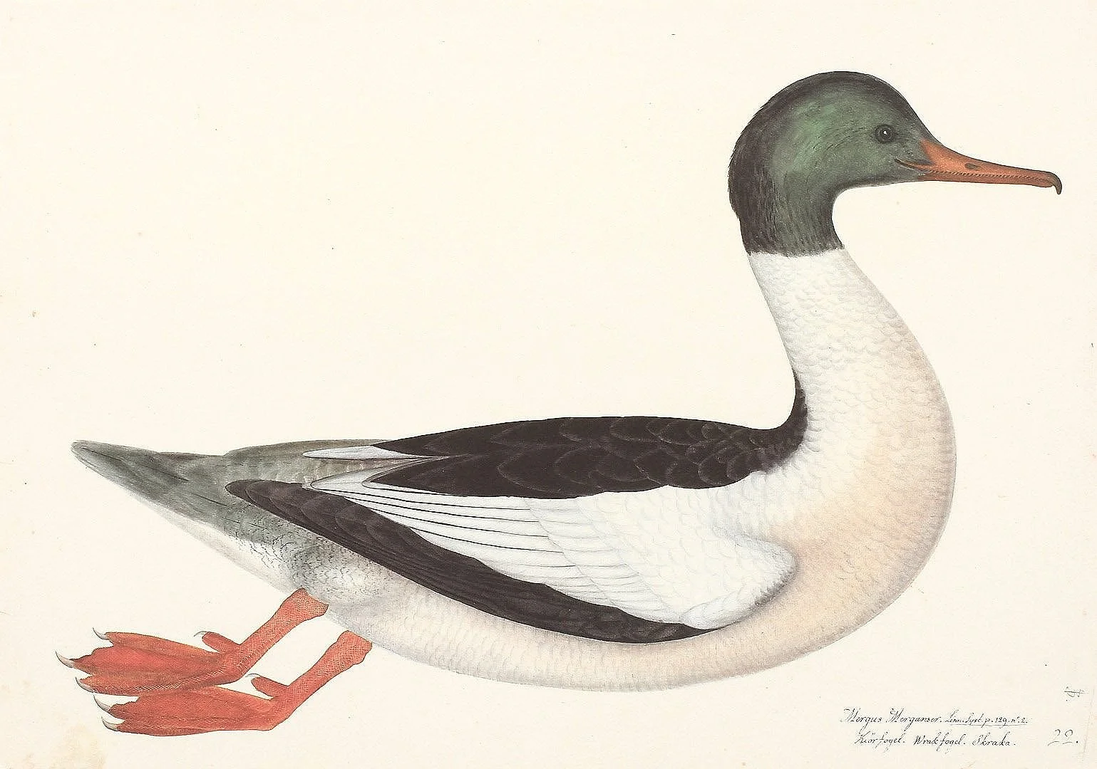 Olof Rudbeck Swedish Bird Goosander Duck Prints