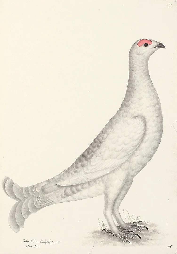 Black Grouse Albino Olof Rudbeck Swedish Bird Prints