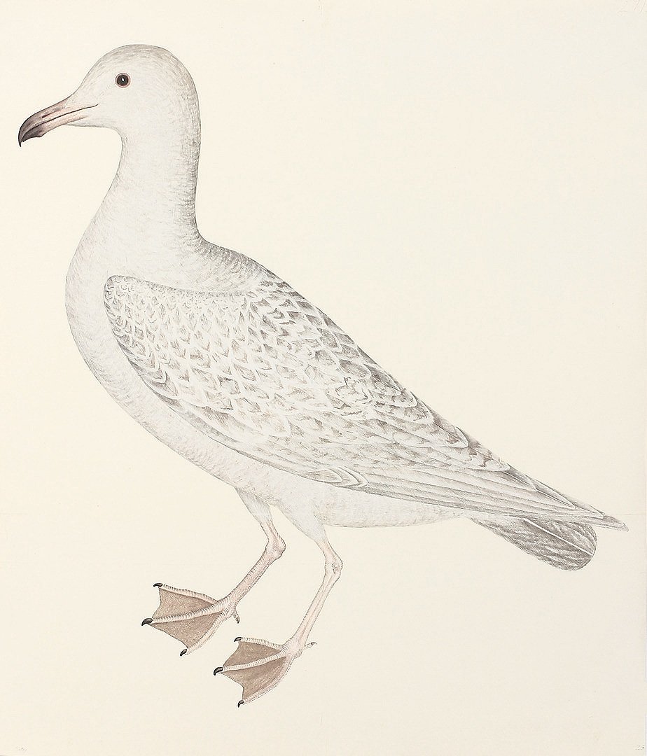 Olof Rudbeck Larus White Gull Swedish Bird Prints
