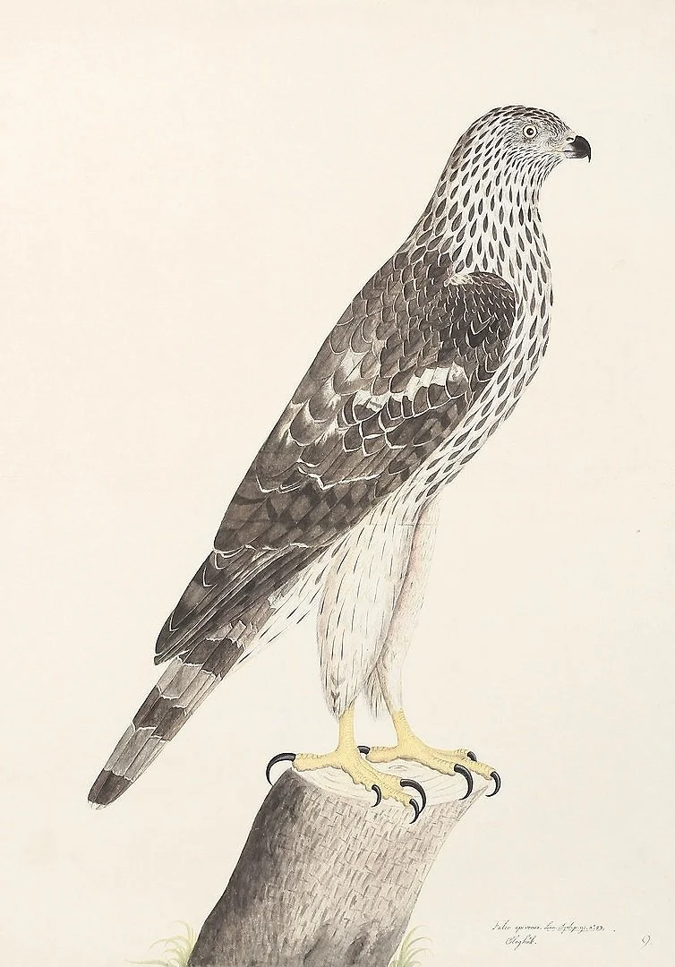 Olof Rudbeck Swedish Bird Honey Buzzard Prints