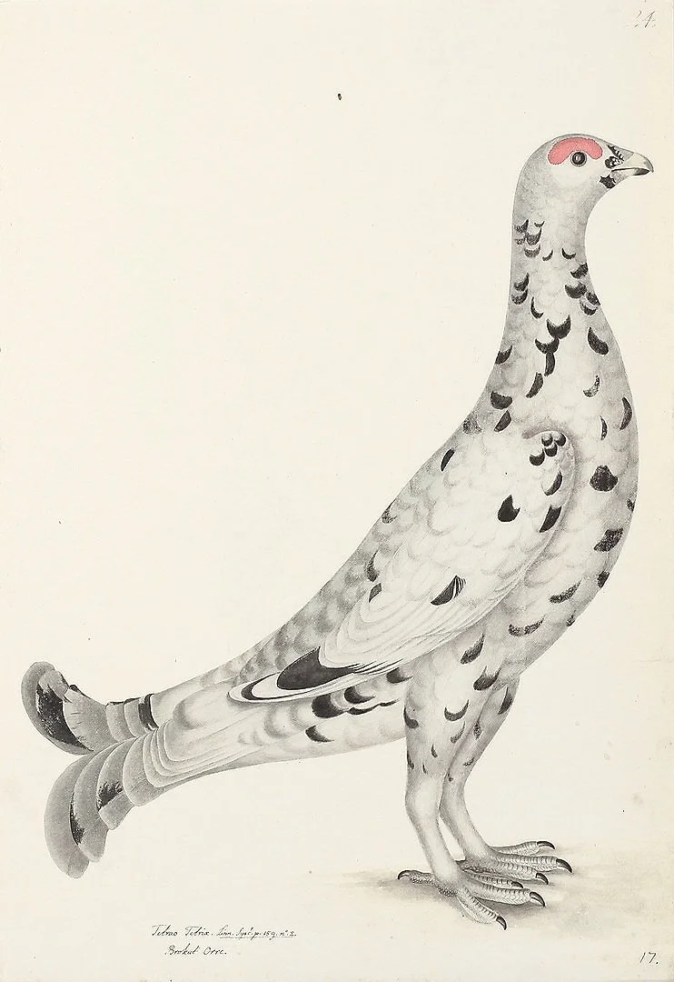 Black Grouse Leucistic Olof Rudbeck Swedish Bird Print