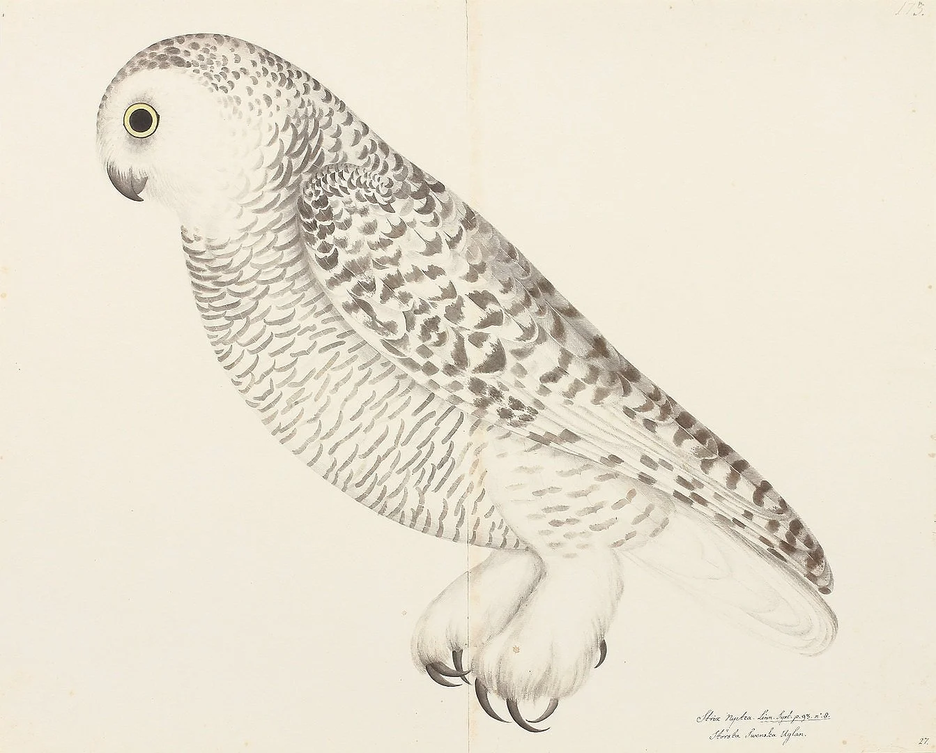 Olof Rudbeck Snowy Owl Swedish Bird Prints