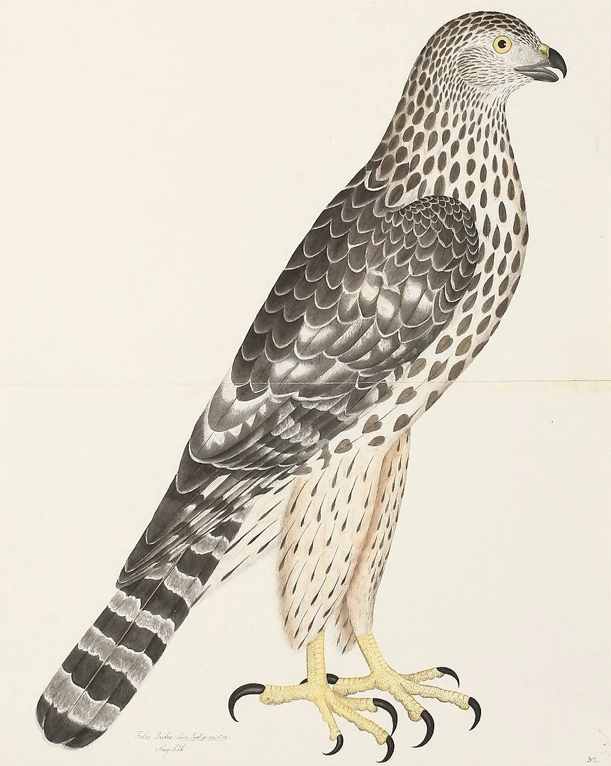 Olof Rudbeck Goshawk Swedish Bird Prints