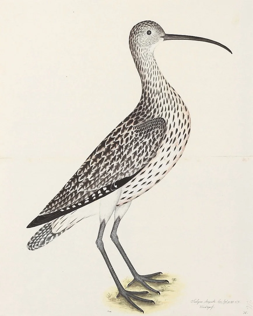 Olof Rudbeck Eurasian Curlew Swedish Bird Prints