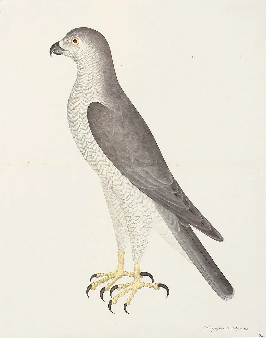 Olof Rudbeck Goshawk Swedish Bird Prints