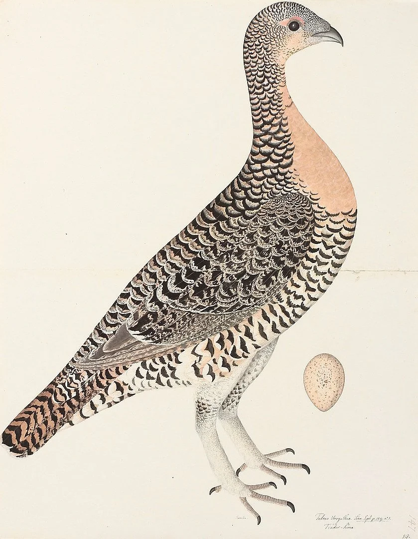 Olof Rudbeck Capercaille Swedish Bird Prints