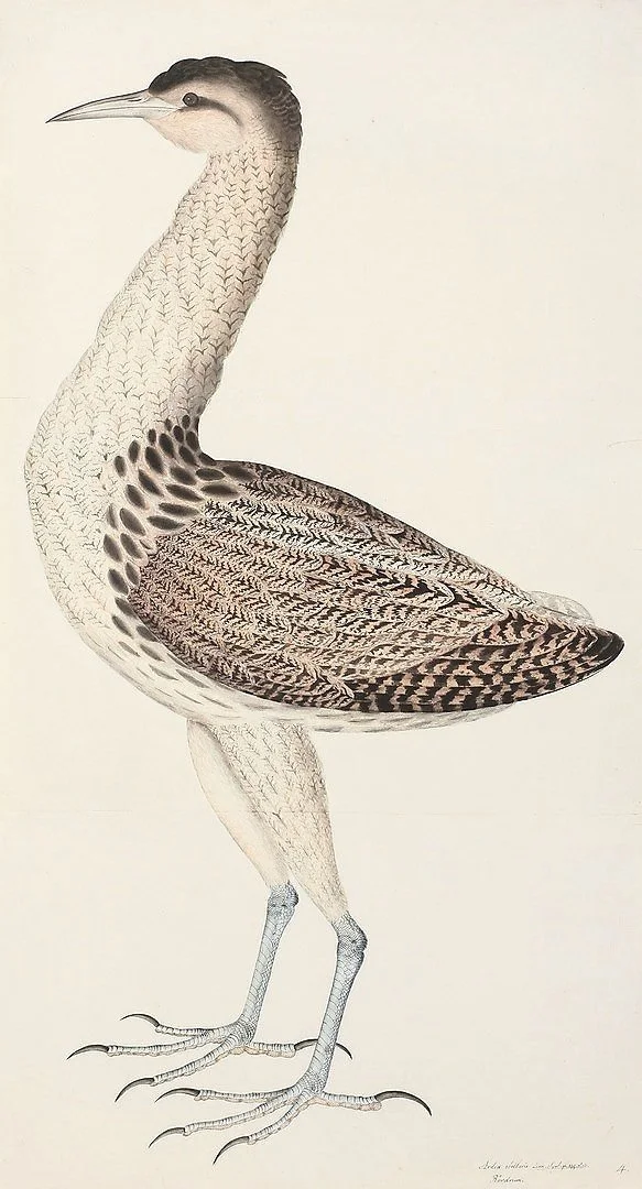 Olof Rudbeck European Bittern Swedish Bird Prints