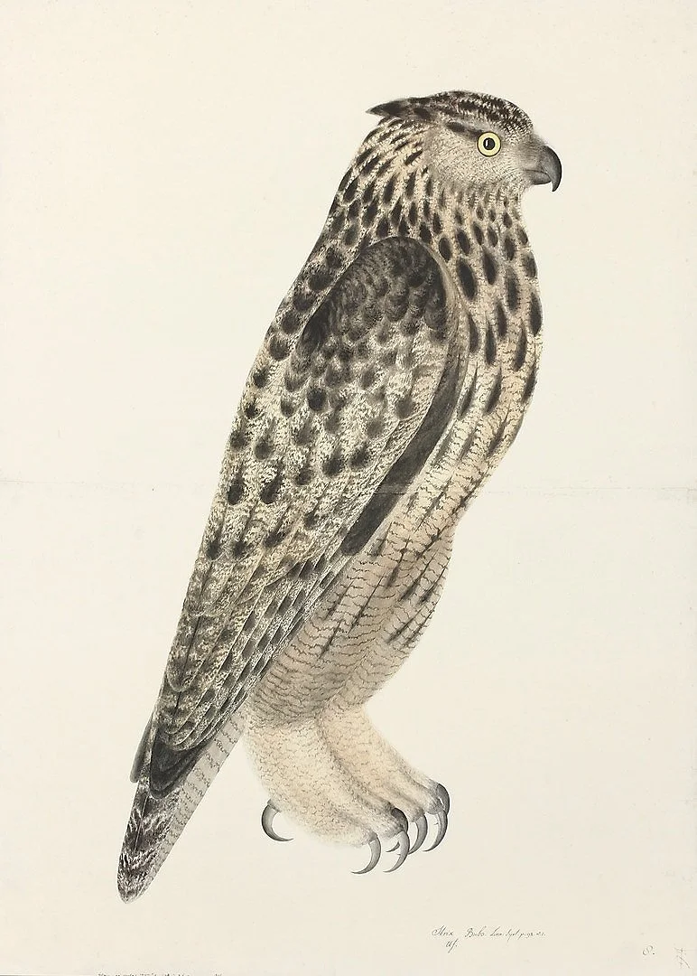 Olof Rudbeck Eagle Owl Swedish Bird Print