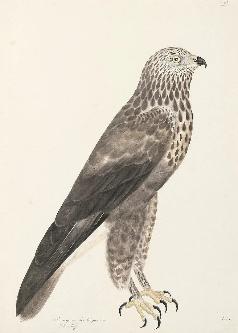 Olof Rudbeck Rough Legged Buzzard Swedish Bird Print