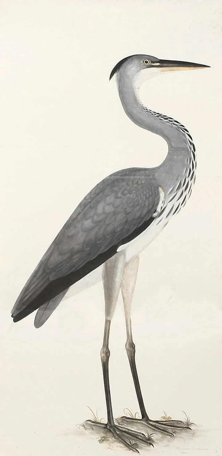 Olof Rudbeck Grey Heron Swedish Bird Prints