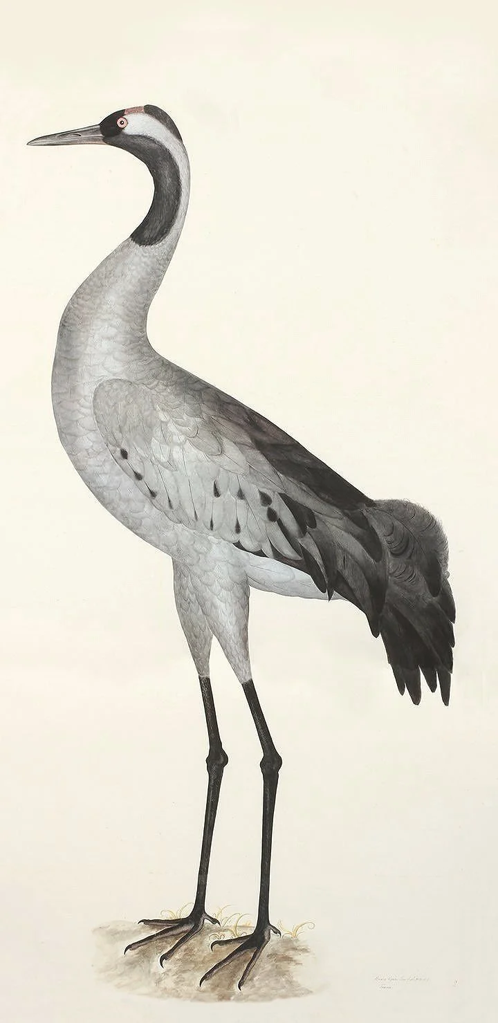 Olof Rudbeck Grey Heron Swedish Bird Prints