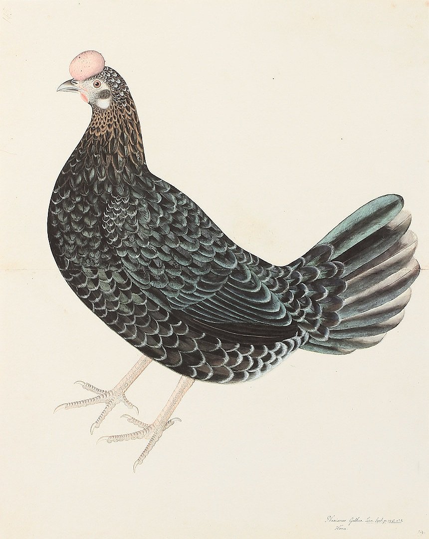 Olof Rudbeck Farm Hen Swedish Bird Prints