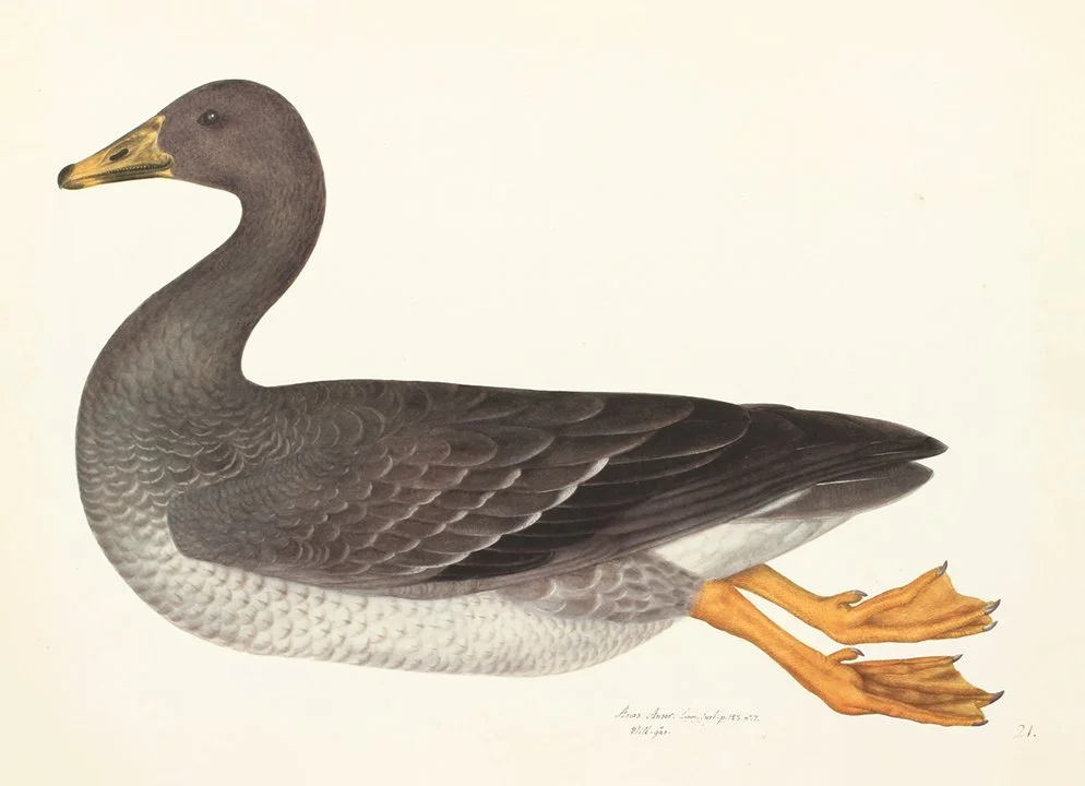 Olof Rudbeck Greylag Goose Swedish Bird Prints