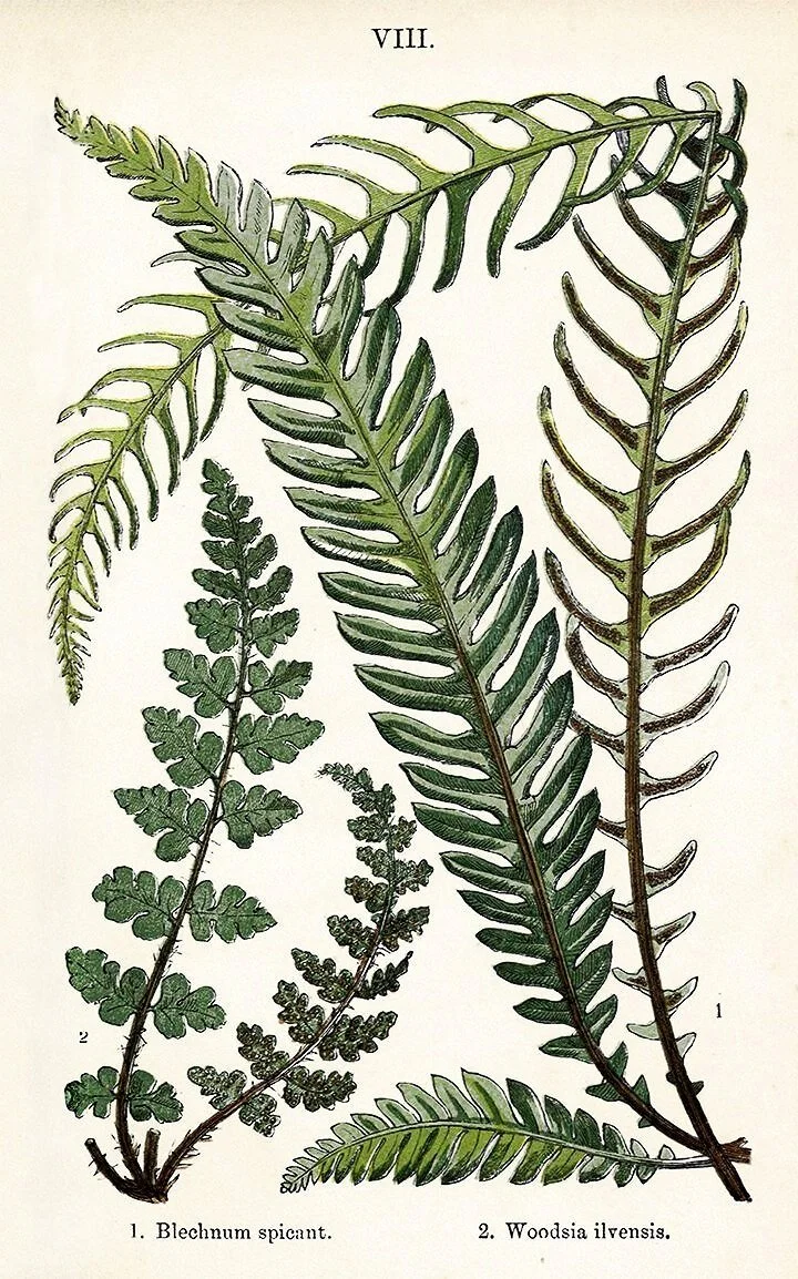 british-antique-ferns-prints-museum-outlets.jpg