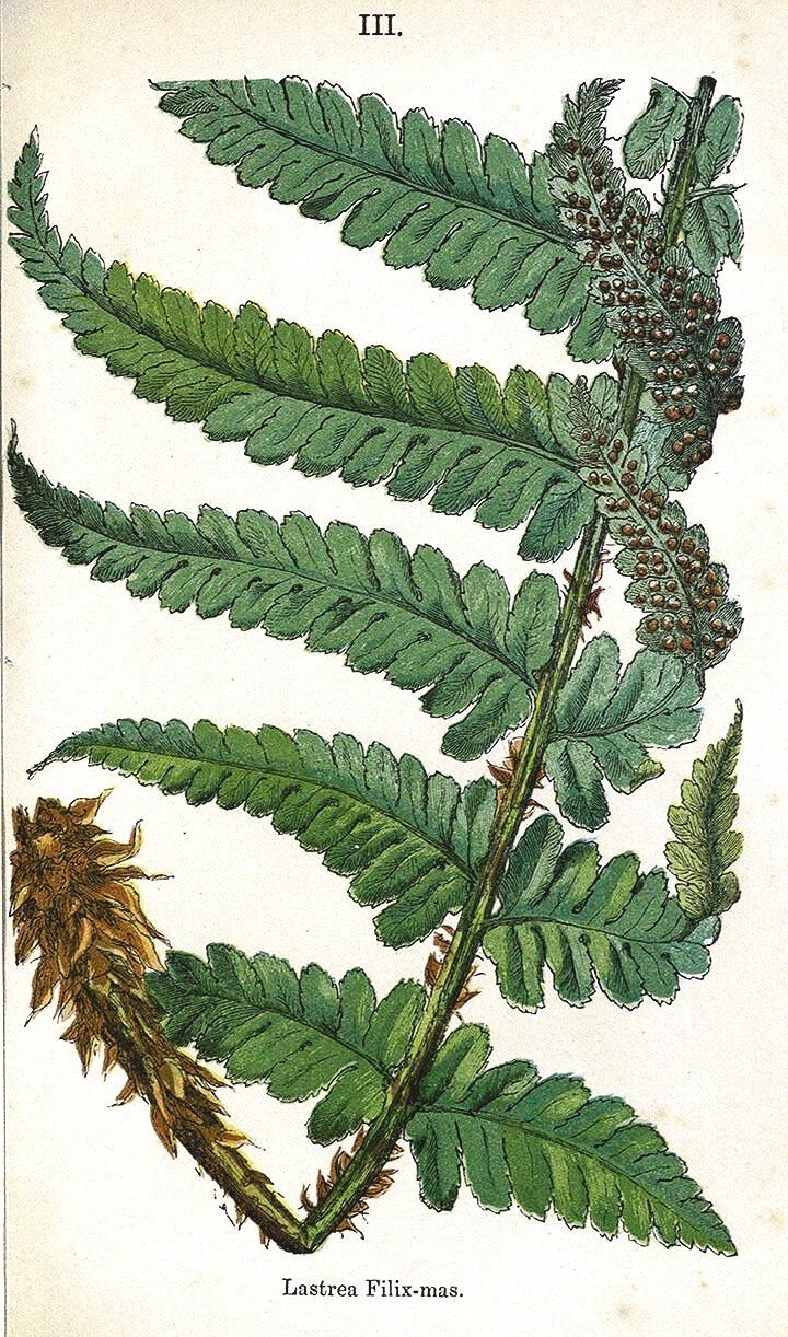 antique-British-Fern-prints-1861-museum-outlets.jpg