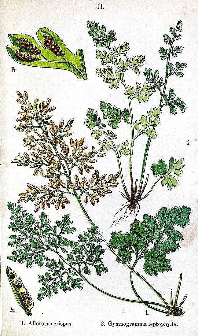 British-Ferns-1861-antique-fren-prints-museum-outlets.jpg