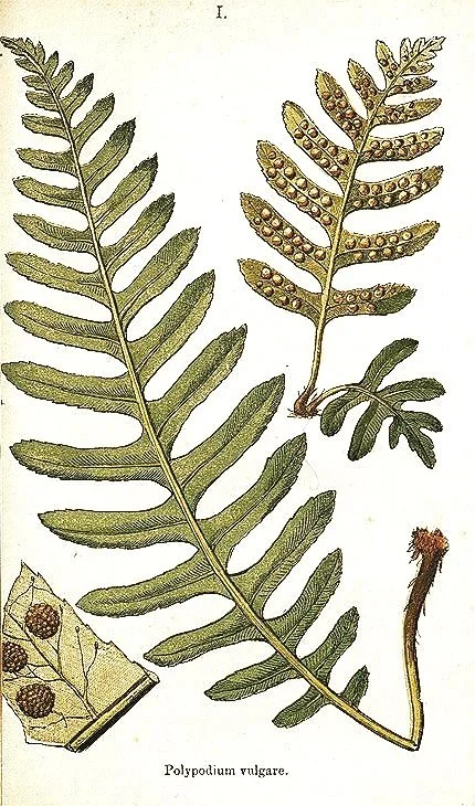 Framed Antique Ferns  Prints 