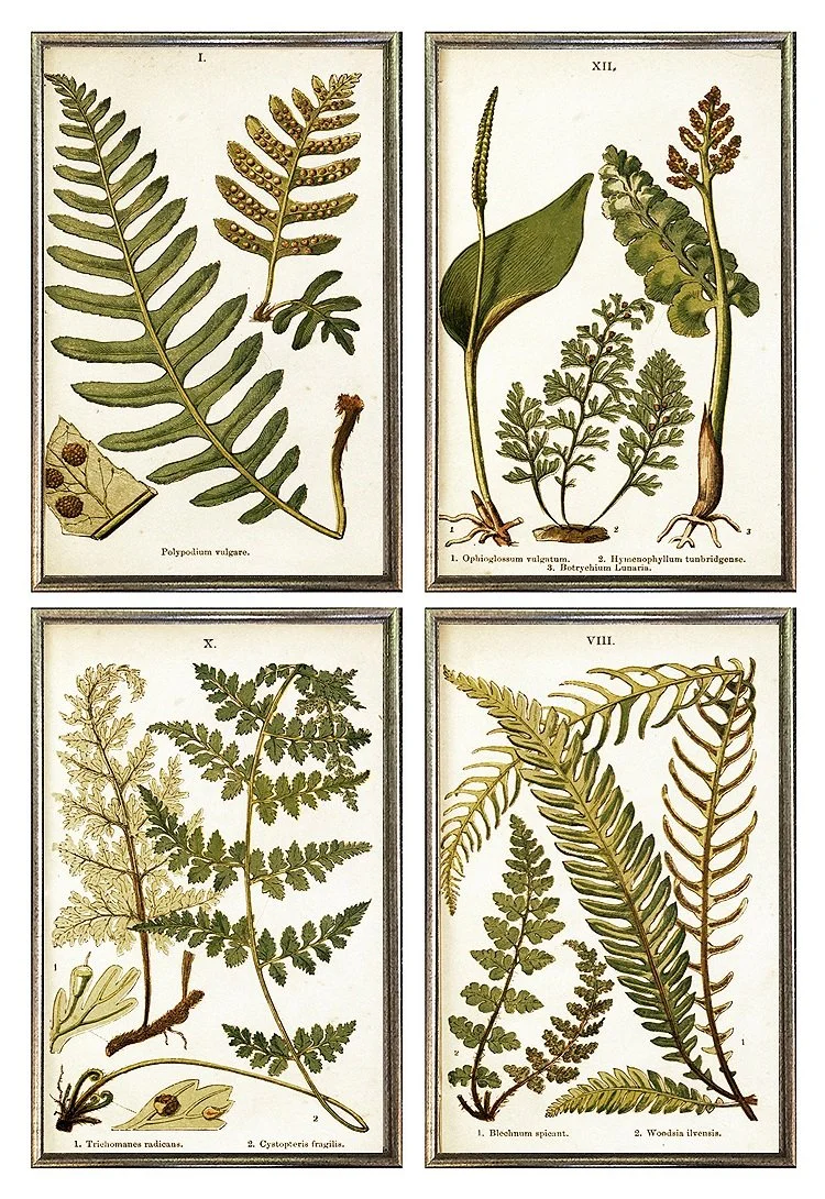 Antique Fern Framed Wall Grouping No. 2