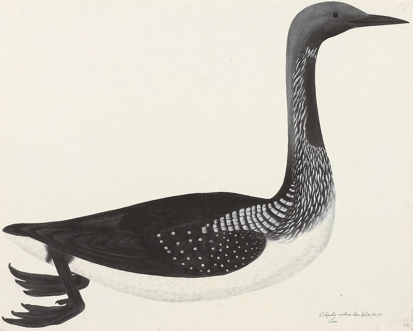 Black Throated Diver Olof Rudbeck Swedish Bird Prints