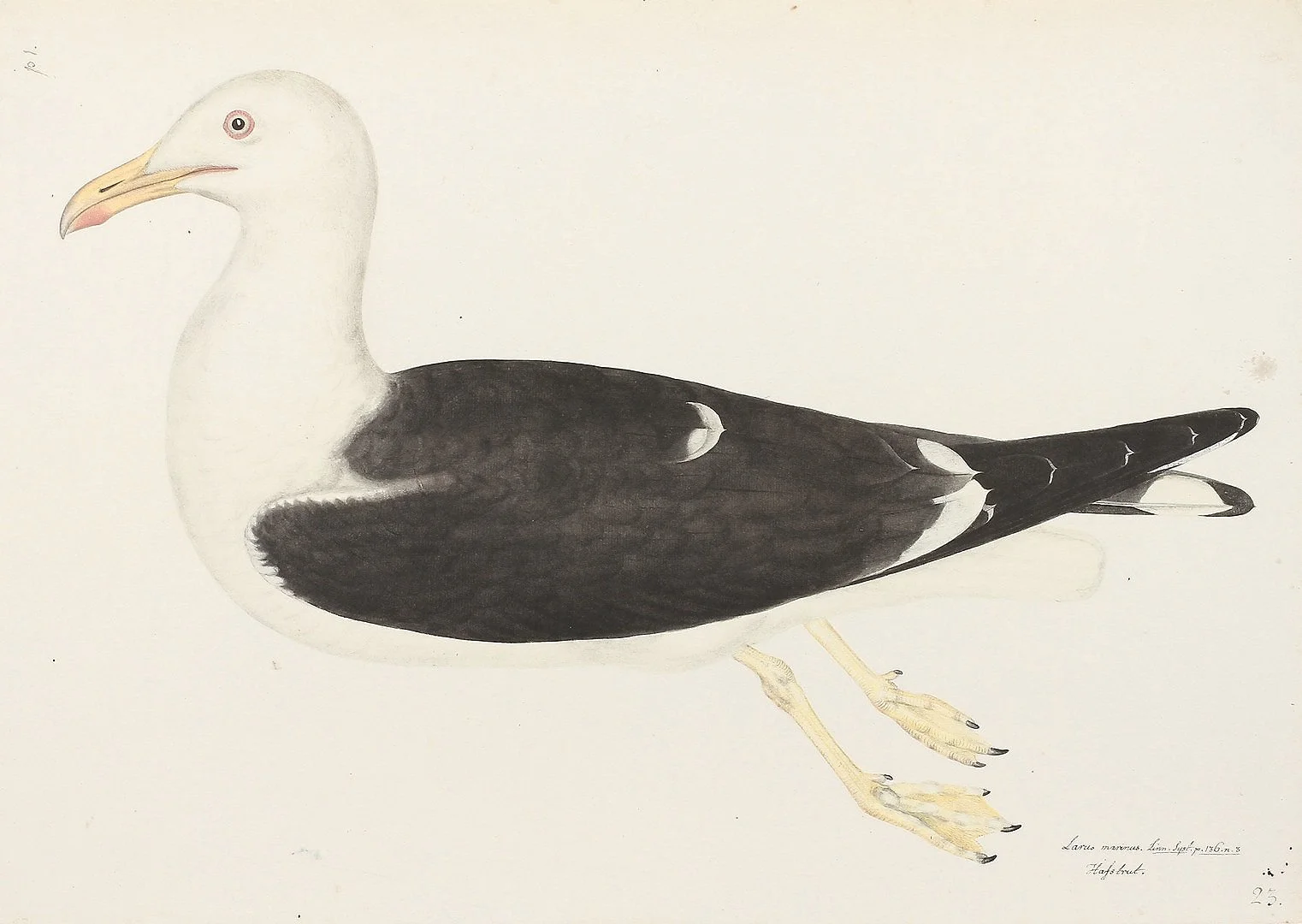 OR-30+olof-rudbeck-lesser-black-backed-gull-swedish-bird-prints.jpg