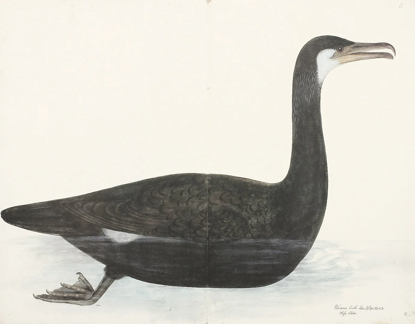 Olof Rudbeck Cormorant Swedish Bird Print