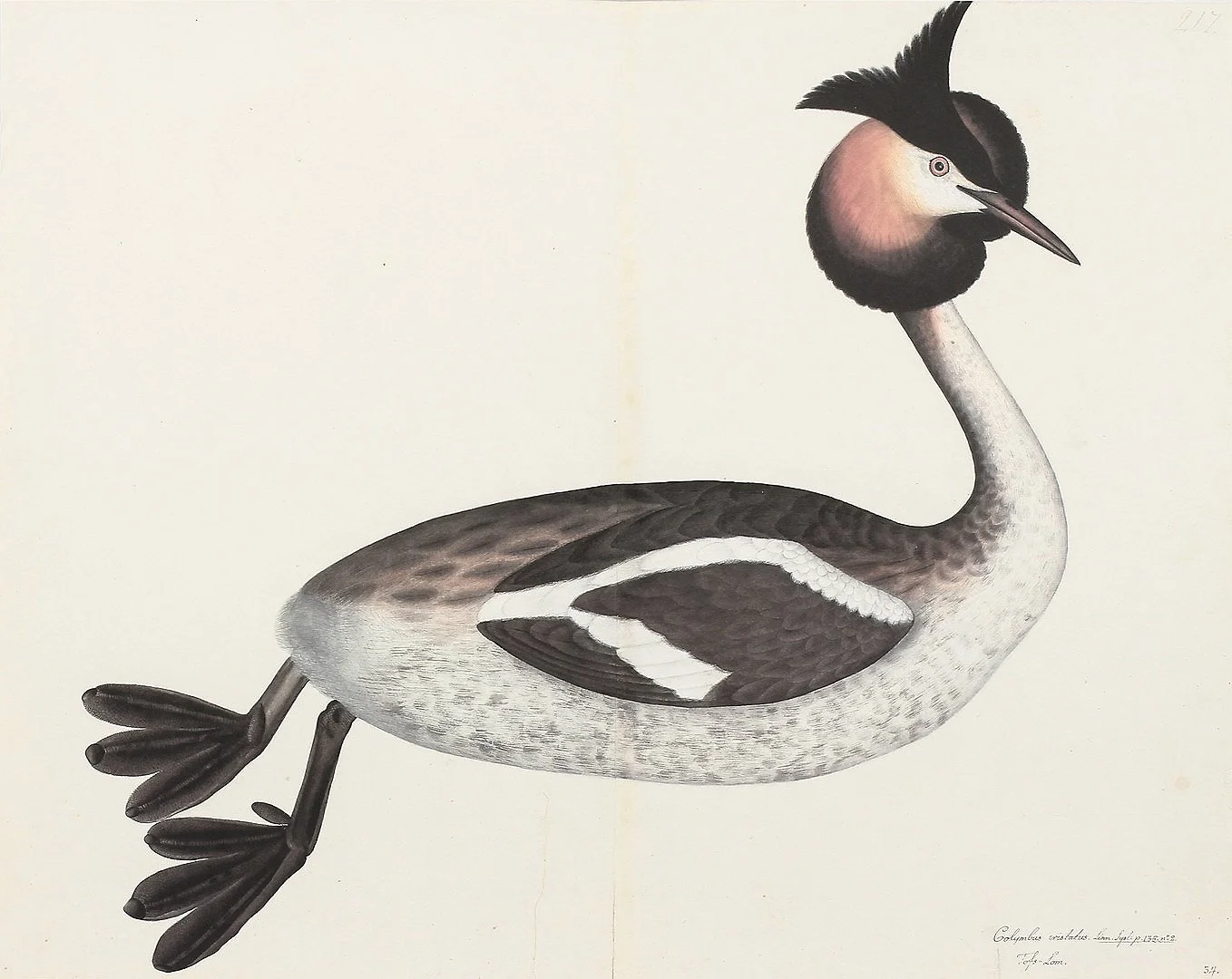 Olof Rudbeck Great Crested Grebe Swedish Bird Print
