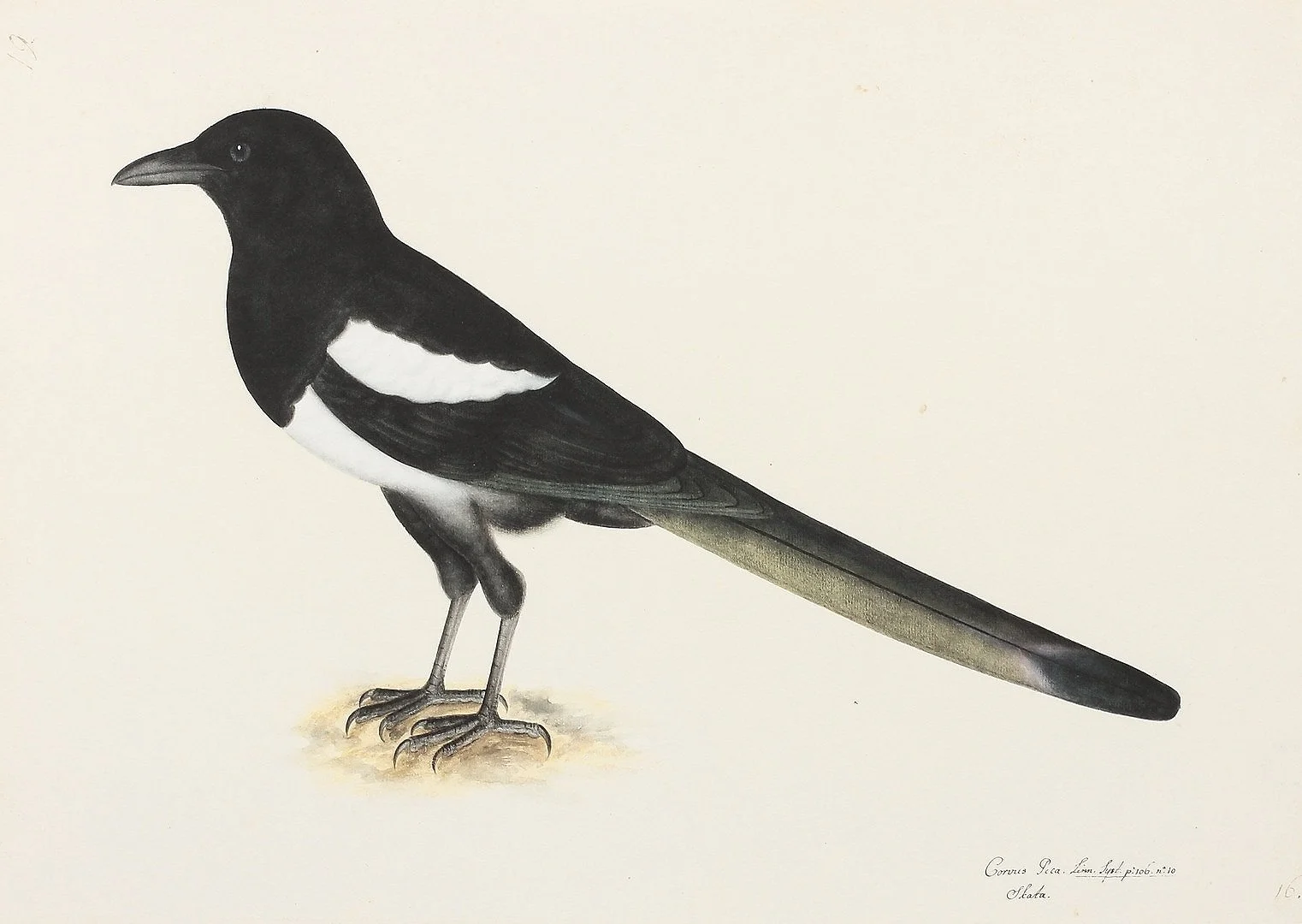 Olof Rudbeck Magpie Swedish Bird Print