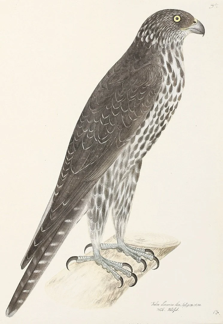 Olof Rudbeck Falcon Swedish Bird Prints