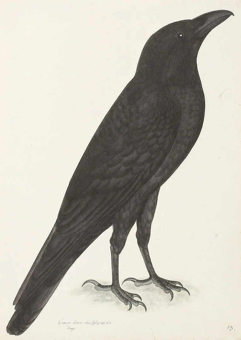 Olof Rudbeck Raven Swedish Bird Print