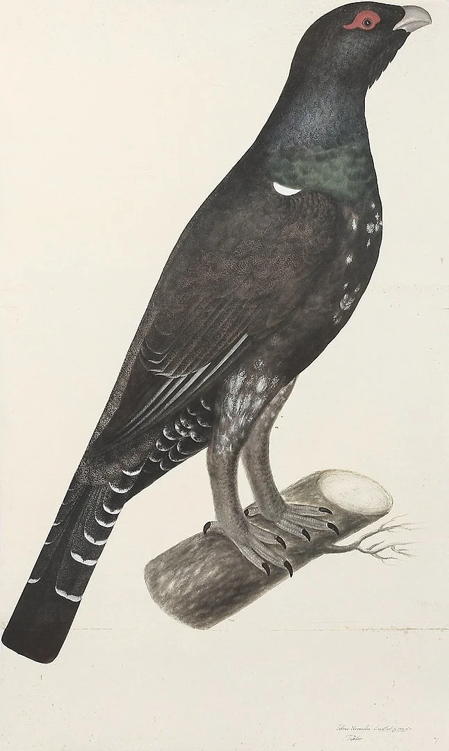 olof rudbeck capercaille swedish bird prints