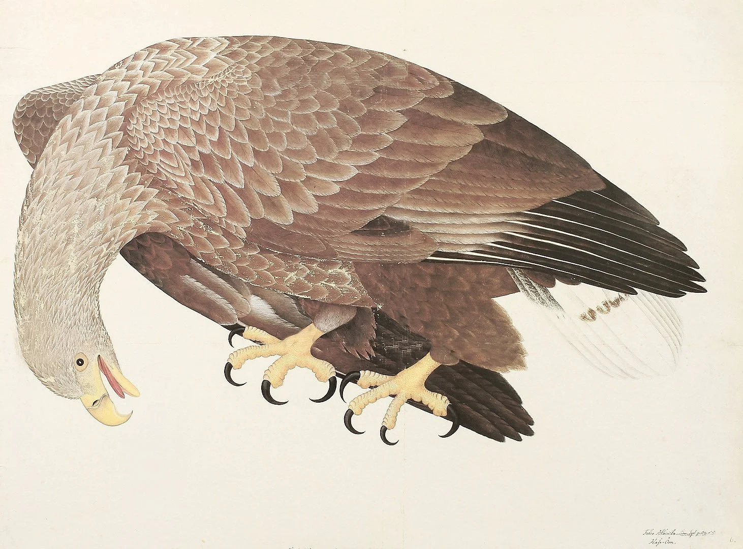 Olof Rudbeck White Tailed Eagle  Swedish Bird Prints