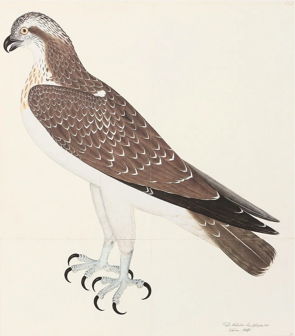 Olof Rudbeck Osprey Swedish Bird Prints