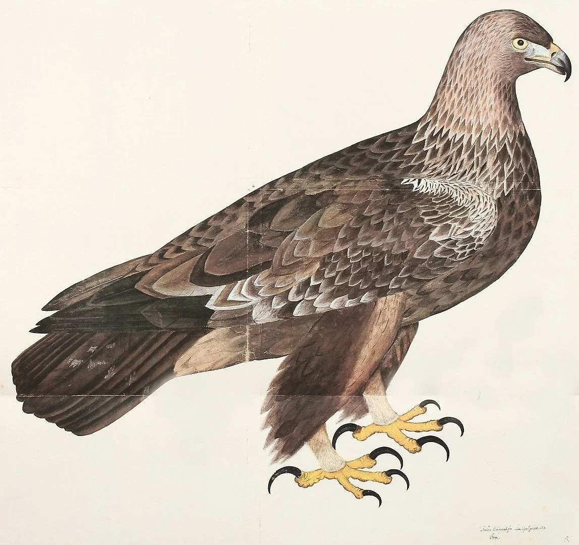Olof Rudbeck Golden Eagle Swedish Bird Print