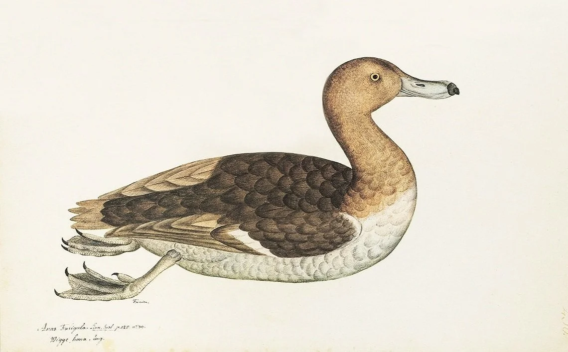Olof Rudbeck Mottled Duck Swedish Bird Print