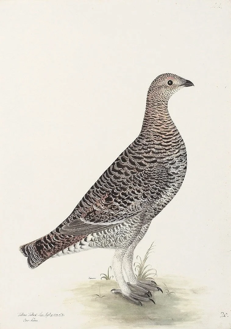 Olof Rudbeck Black Grouse Swedish Bird Prints