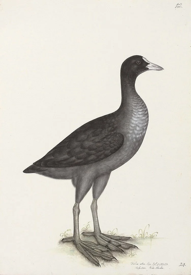 Olof Rudbeck Swedish Bird Eurasian Coot Prints — MUSEUM OUTLETS