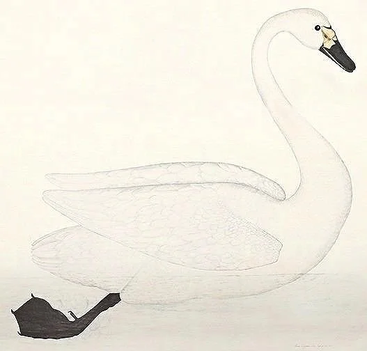 Olof Rudbeck  Swan Designer Antique Swedish Bird Engravings