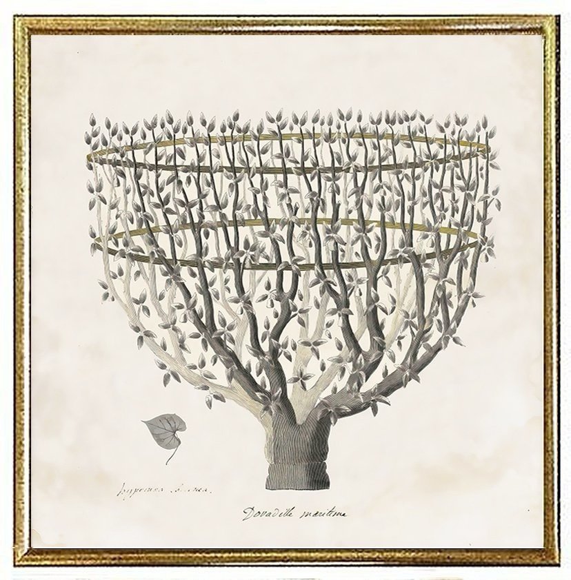 primitvo-fortune-tree-antique-botanical-print-museum-outlets.jpeg