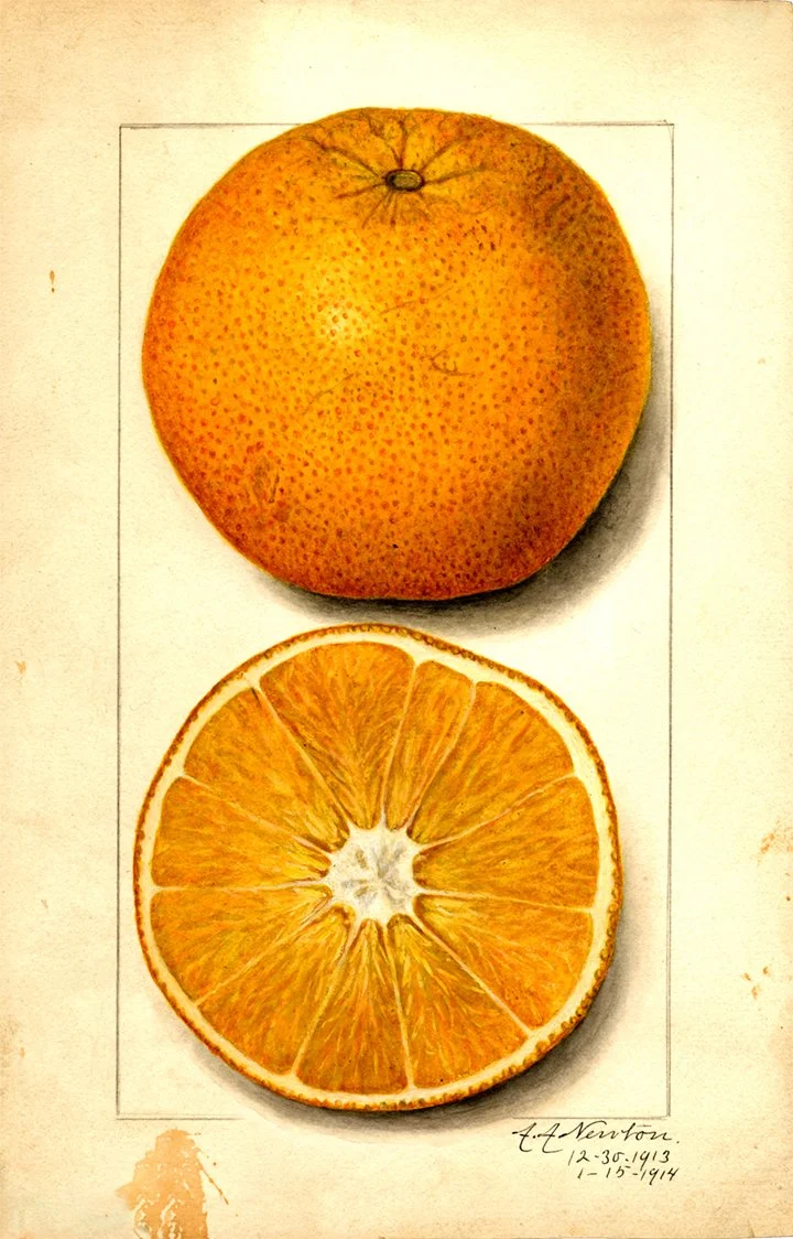 navel-orange-antique-fruit-print--museum-outlets.jpg