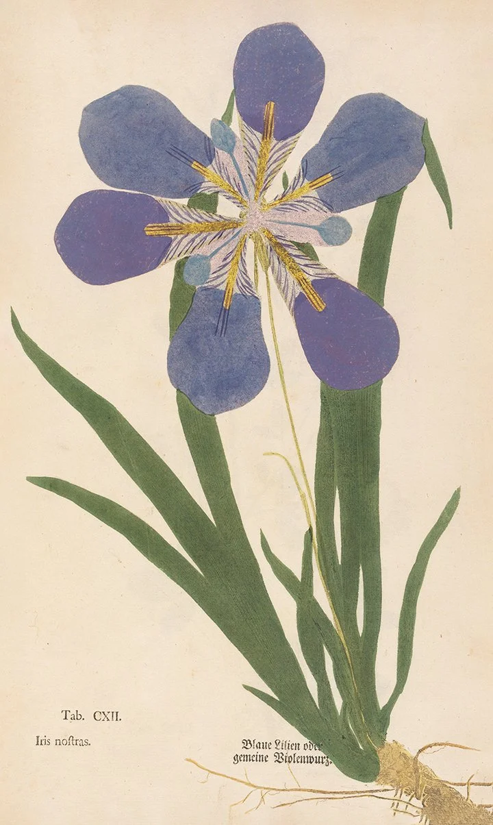 1760-Iris-primitive-Ludwig-botanical-print.jpg